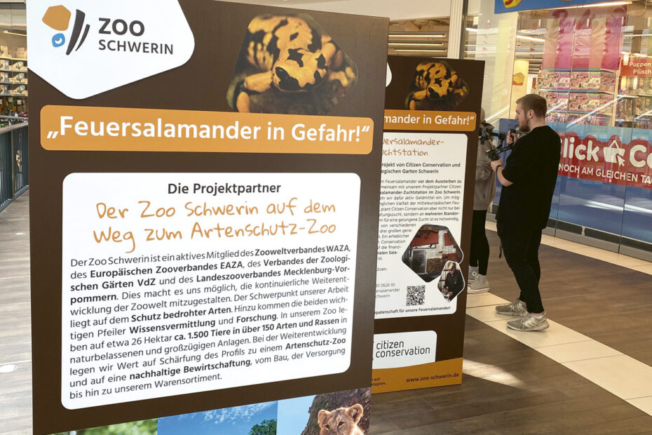 Ausstellung Feuersalamander